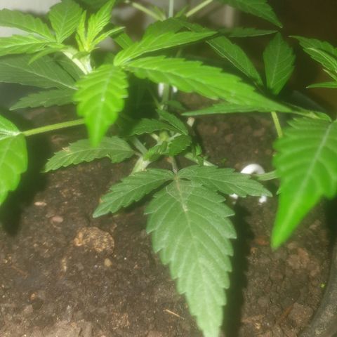 AutoBlueDream LST growlog timeline photo