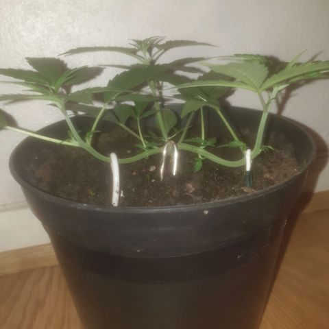AutoBlueDream LST growlog timeline photo