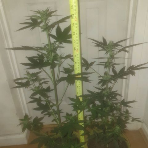Auto-Bluedream growlog timeline photo