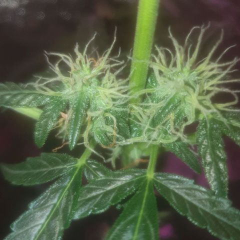 Auto-Bluedream growlog timeline photo