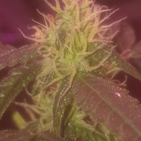 Auto-Bluedream growlog timeline photo