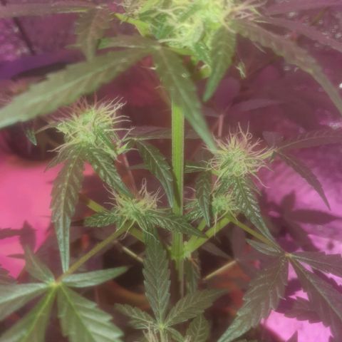 Auto-Bluedream growlog timeline photo
