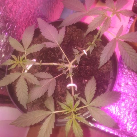 AutoBlueDream LST growlog timeline photo