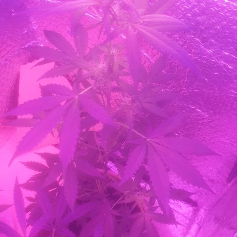Auto-Bluedream growlog timeline photo