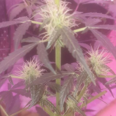 Auto-Bluedream growlog timeline photo
