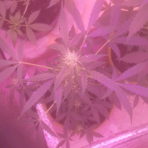 Auto-Bluedream growlog timeline photo