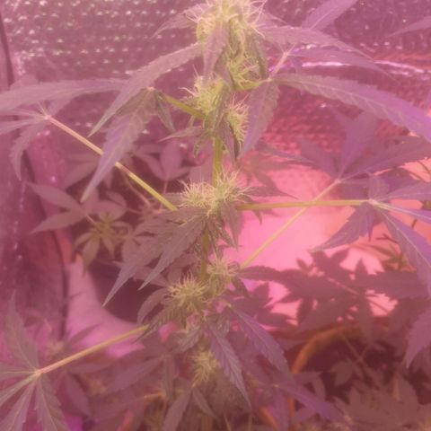 Auto-Bluedream growlog timeline photo