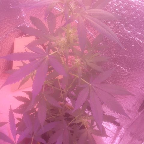 Auto-Bluedream growlog timeline photo