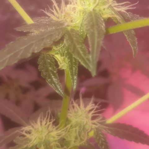 Auto-Bluedream growlog timeline photo