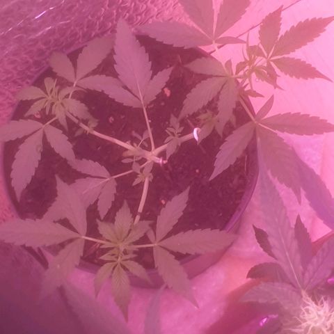 AutoBlueDream LST growlog timeline photo