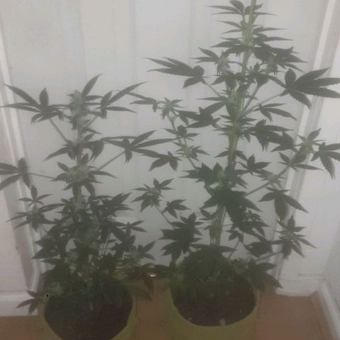 Auto-Bluedream growlog timeline photo