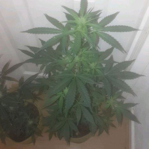 Auto-Bluedream growlog timeline photo