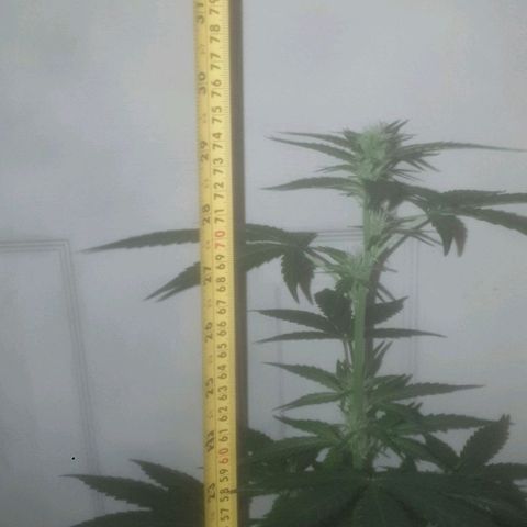 Auto-Bluedream growlog timeline photo