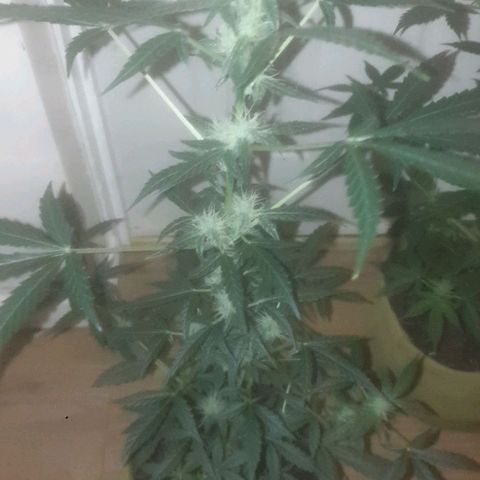 Auto-Bluedream growlog timeline photo