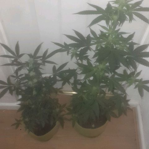 Auto-Bluedream growlog timeline photo