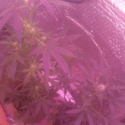 Auto-Bluedream growlog timeline photo