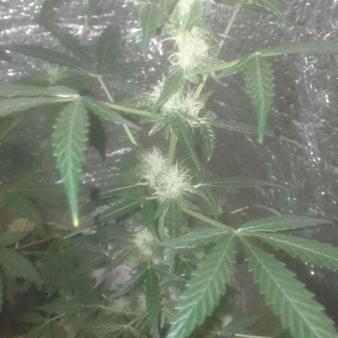 Auto-Bluedream growlog timeline photo