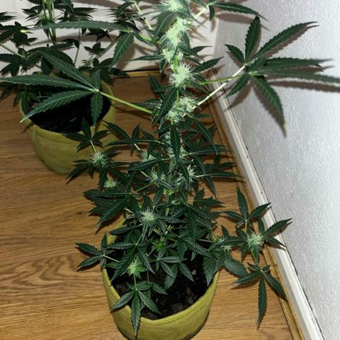 Auto-Bluedream growlog photo: Clearer photos taken from Mrs iPhone
👀
