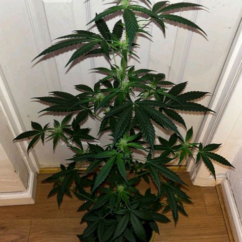 Auto-Bluedream growlog photo: Clearer photos taken from Mrs iPhone
👀