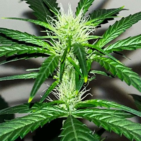 Auto-Bluedream growlog photo: Clearer photos taken from Mrs iPhone
👀