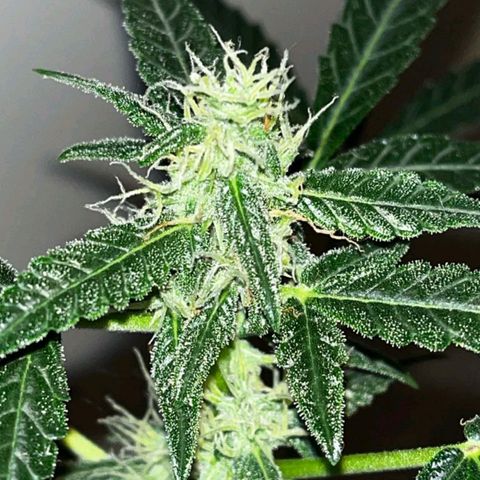 Auto-Bluedream growlog timeline photo