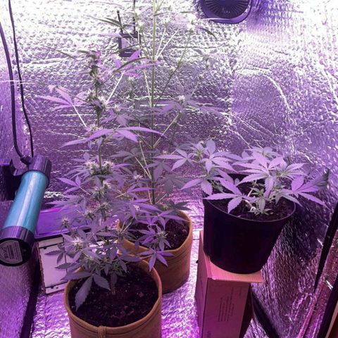 AutoBlueDream LST growlog timeline photo