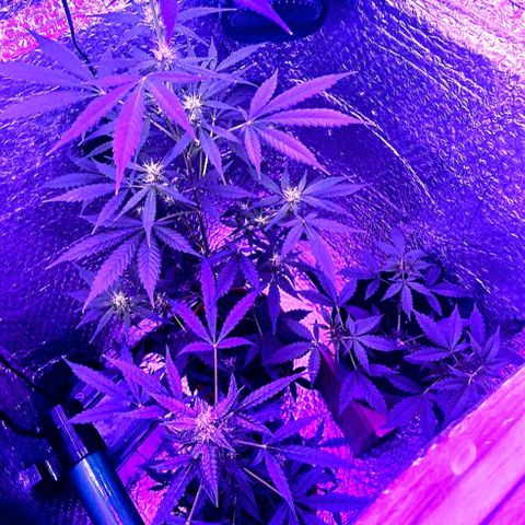 Auto-Bluedream growlog timeline photo