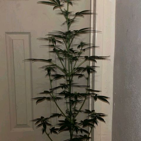 Auto-Bluedream growlog timeline photo