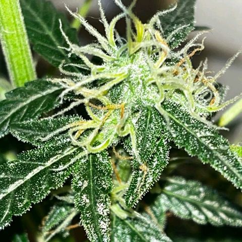 Auto-Bluedream growlog timeline photo