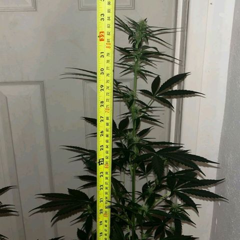 Auto-Bluedream growlog timeline photo