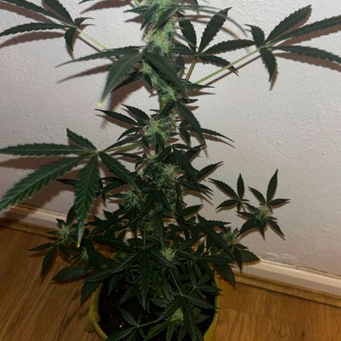 Auto-Bluedream growlog timeline photo