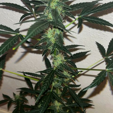 Auto-Bluedream growlog timeline photo