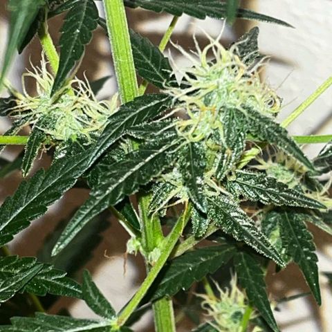 Auto-Bluedream growlog timeline photo