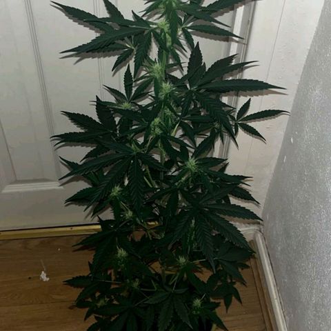 Auto-Bluedream growlog timeline photo