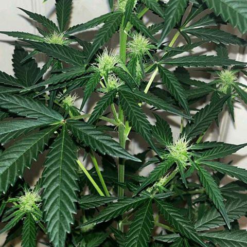 Auto-Bluedream growlog timeline photo