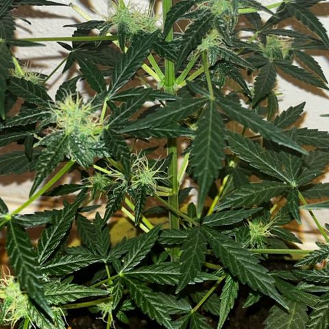 Auto-Bluedream growlog timeline photo