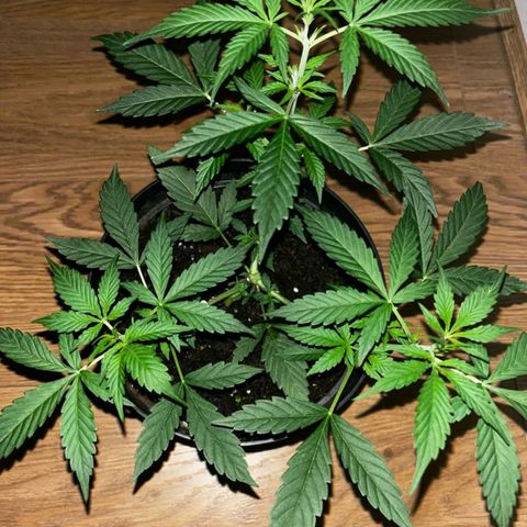 AutoBlueDream LST growlog timeline photo