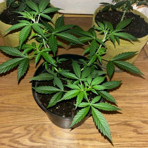 AutoBlueDream LST growlog timeline photo