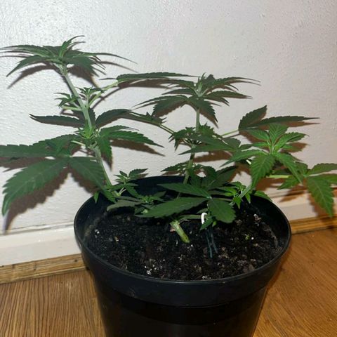 AutoBlueDream LST growlog timeline photo
