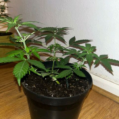 AutoBlueDream LST growlog timeline photo
