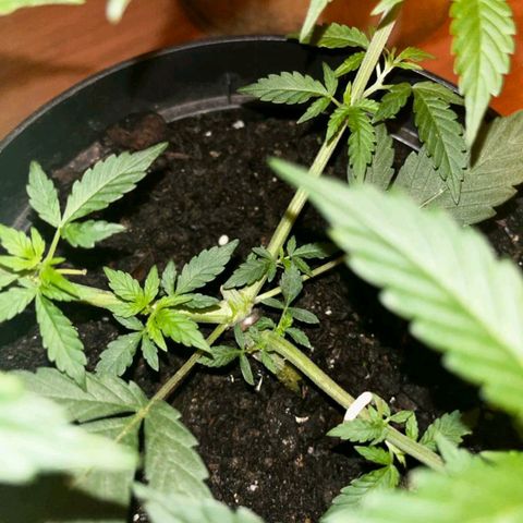 AutoBlueDream LST growlog timeline photo