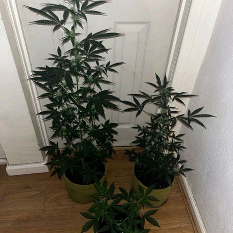 AutoBlueDream LST growlog timeline photo