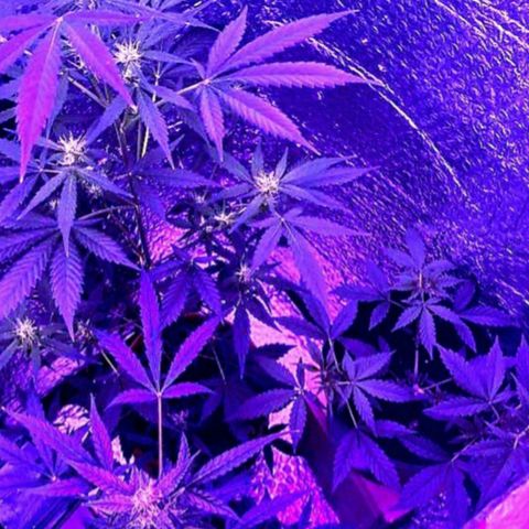 Auto-Bluedream growlog timeline photo