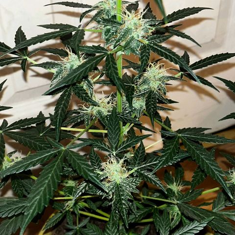 Auto-Bluedream growlog timeline photo