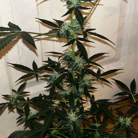 Auto-Bluedream growlog timeline photo