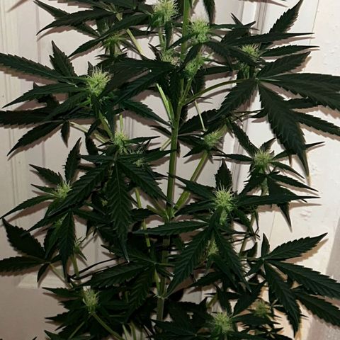 Auto-Bluedream growlog timeline photo
