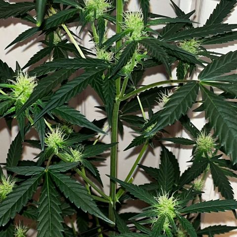 Auto-Bluedream growlog timeline photo