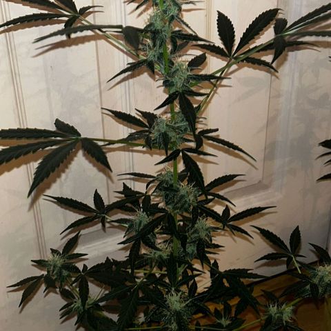 Auto-Bluedream growlog timeline photo