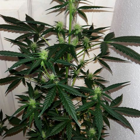 Auto-Bluedream growlog timeline photo