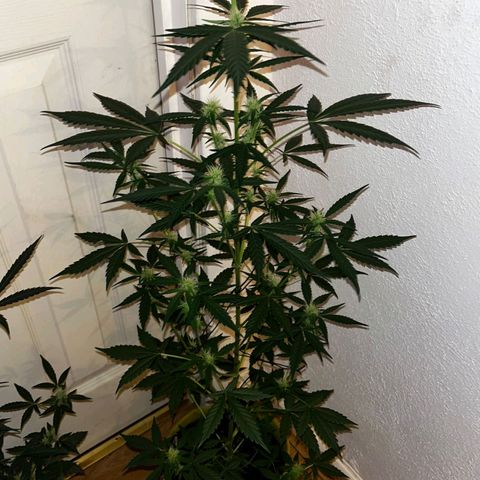 Auto-Bluedream growlog timeline photo